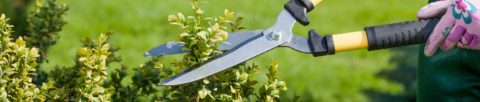 Woman pruning bush