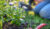 Woman kneeling planting flowers