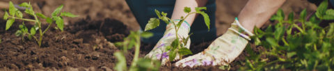 Woman firming a plant in the ground