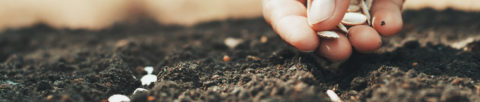 Close up of person's hand sowing seeds